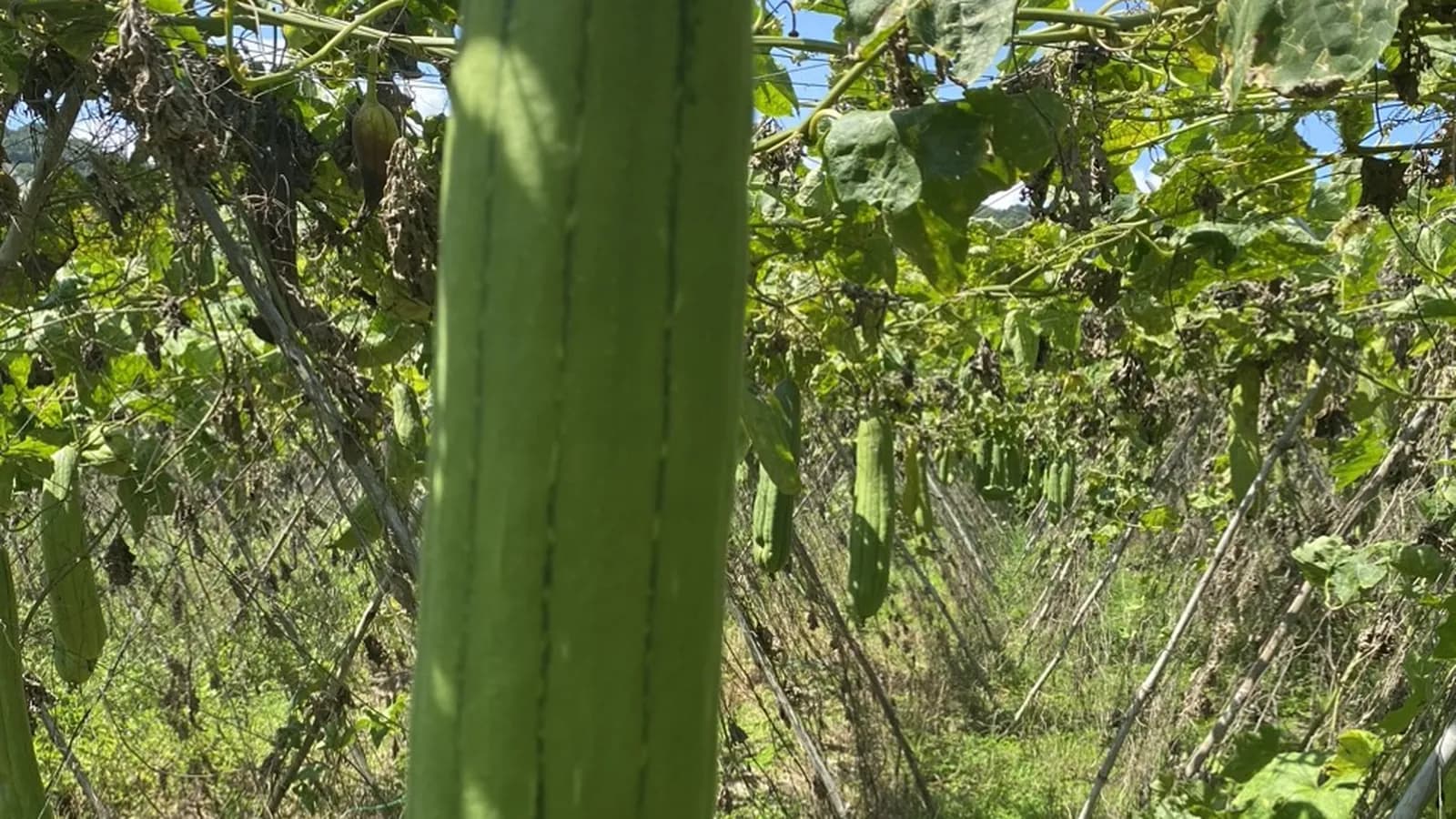 Loofah Supply Chain: From Farm to Factory in Vietnam
